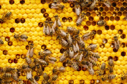 Beekeeping & Agricultural Support Products