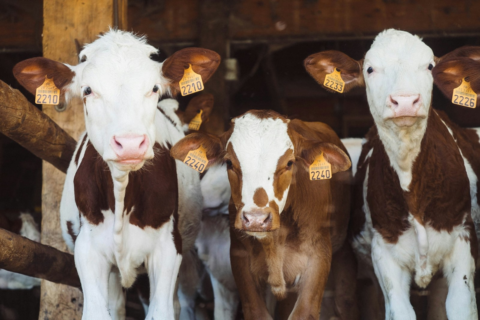 Livestock Health & Production Support Solutions