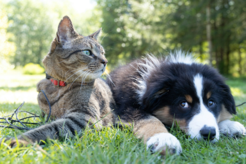 Companion Animal Health Products