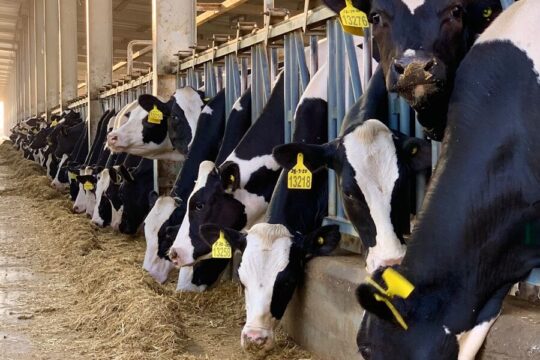 Photo by Suvrajit ? S a herd of cows standing next to each other in a barn